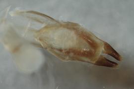   M. impluviatus  genitalia distal
